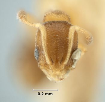 Media type: image;   Entomology 22887 Aspect: head
